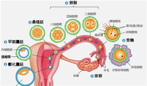 杭州捐卵公司电话