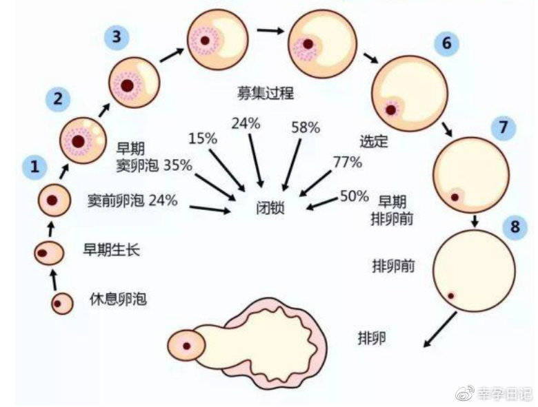 有偿捐卵
