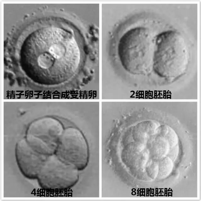 杭州捐卵公司